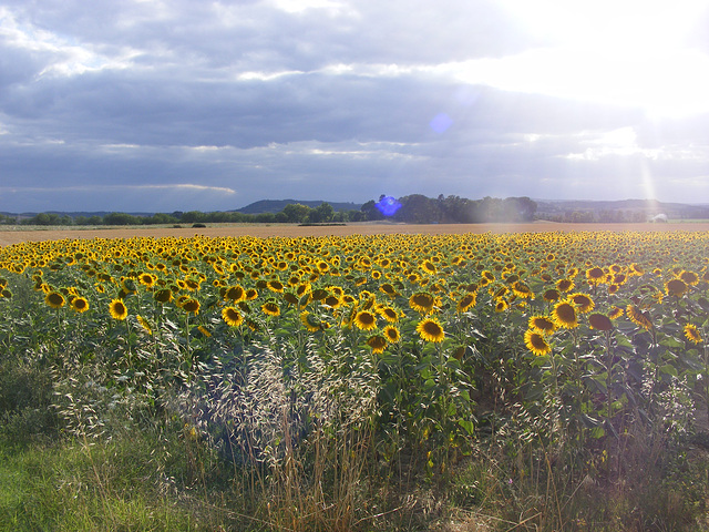 tournesol