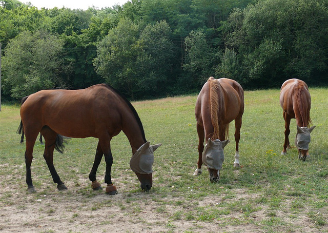 Ils broutent en... aveugles