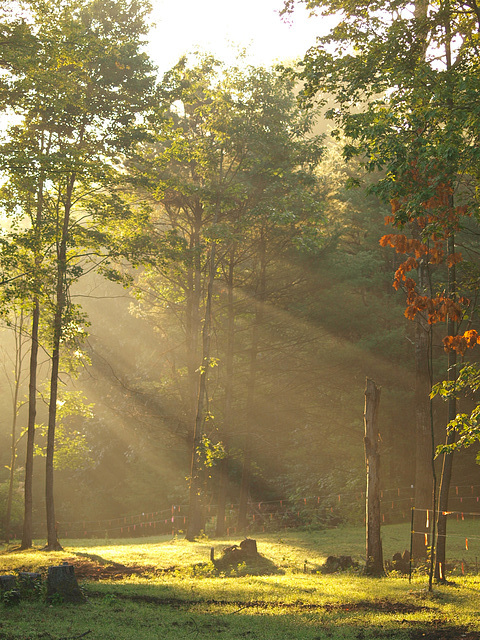 morning rays