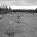 Cimetière Mountain view près du lac Saranac  /  Mountain view cemetery. Saranac lake area.  NY. USA . March 29th 2009 - B & W