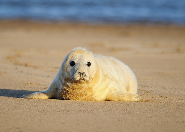 Seal pup 4