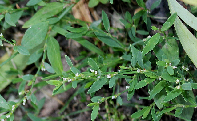 Polygonum aviculare