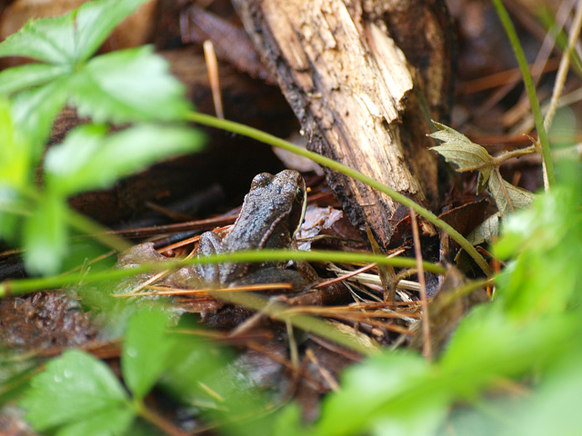 Tiny froggy