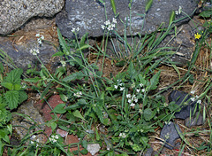 Tordylium maximum - Grand Tordyle (2)