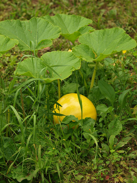 not-so-giant-(yet)-pumpkin