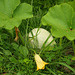 blue hubbard squash