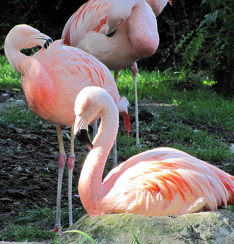 IMG 0048 Chileflamingos