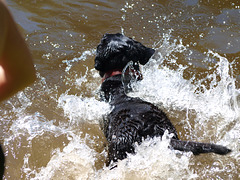 Chasin' crawdads: this one got away