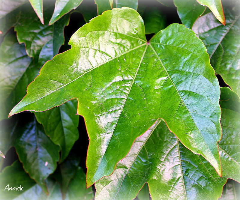 vert pomme