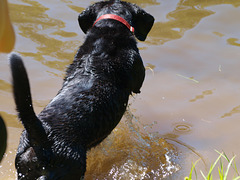 Chasin' crawdads: the attack