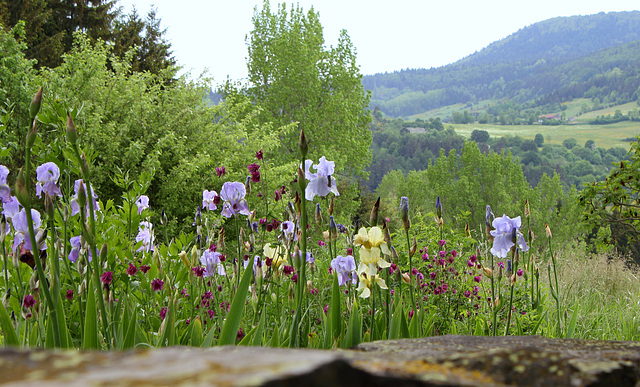 Iris pallida et Ancolies pourpres