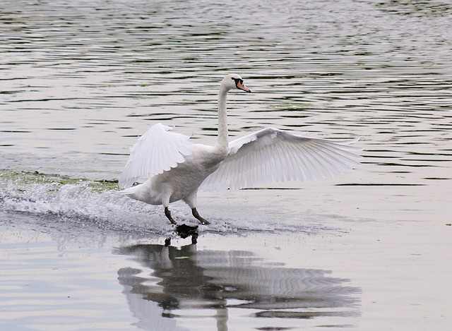 Swan Landing