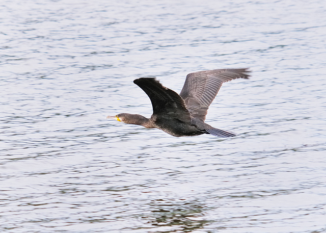 Flying Cormorant 2