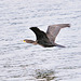 Flying Cormorant 2