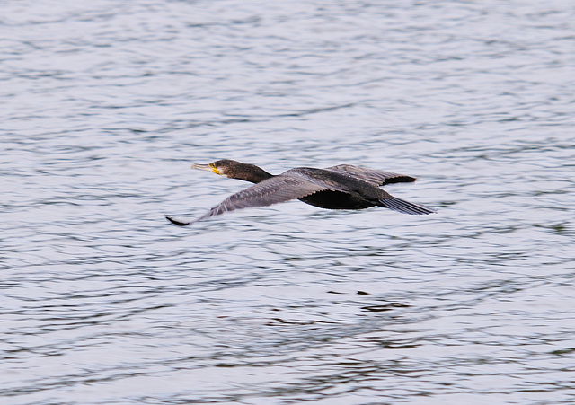 Flying Cormorant 1