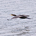 Flying Cormorant 1