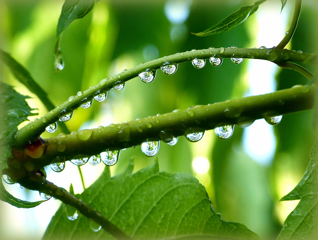 ...collier de perles de ...pluie...