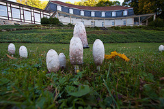 20121008 1631RWw[D~LIP] Schopftintling (Coprinus comatus) [Spargelpilz], Krummes Haus, Freilichtmuseum, Detmold