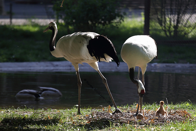 Familie Mandschurenkranich (Wilhelma)