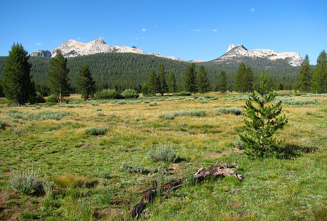 On The Trail To Glen Aulin (0595)