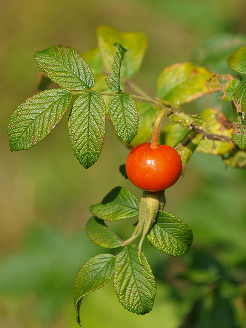 rose hip