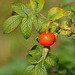 rose hip