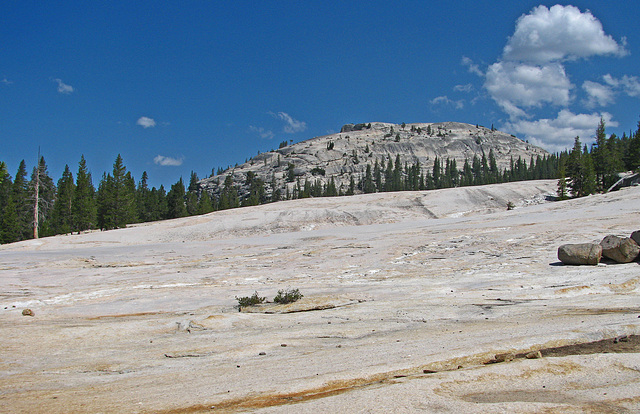 On The Trail To Glen Aulin (0614)