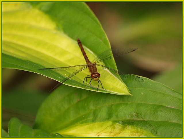 ~dragonfly~