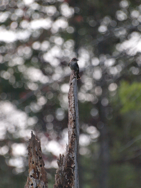 bird & bokeh