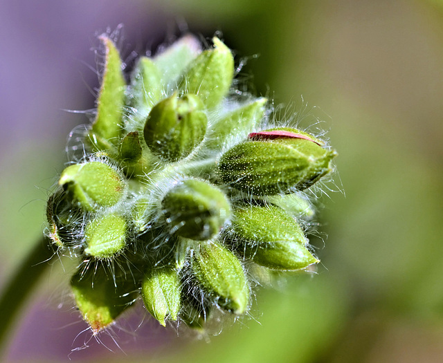 Geranium flower buds