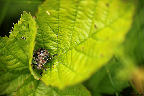 Spiked Shieldbug Nymph