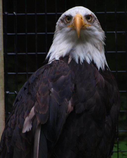 Eagle