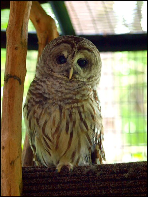 Barred Owl