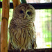 Barred Owl