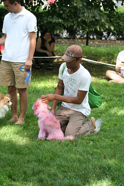 100.PrideOfPetsFunDogShow.Dupont.WDC.21June2009