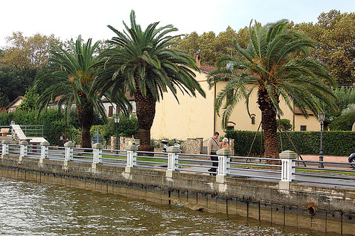 Palmoj sur promenejo - Palmen auf Promenade