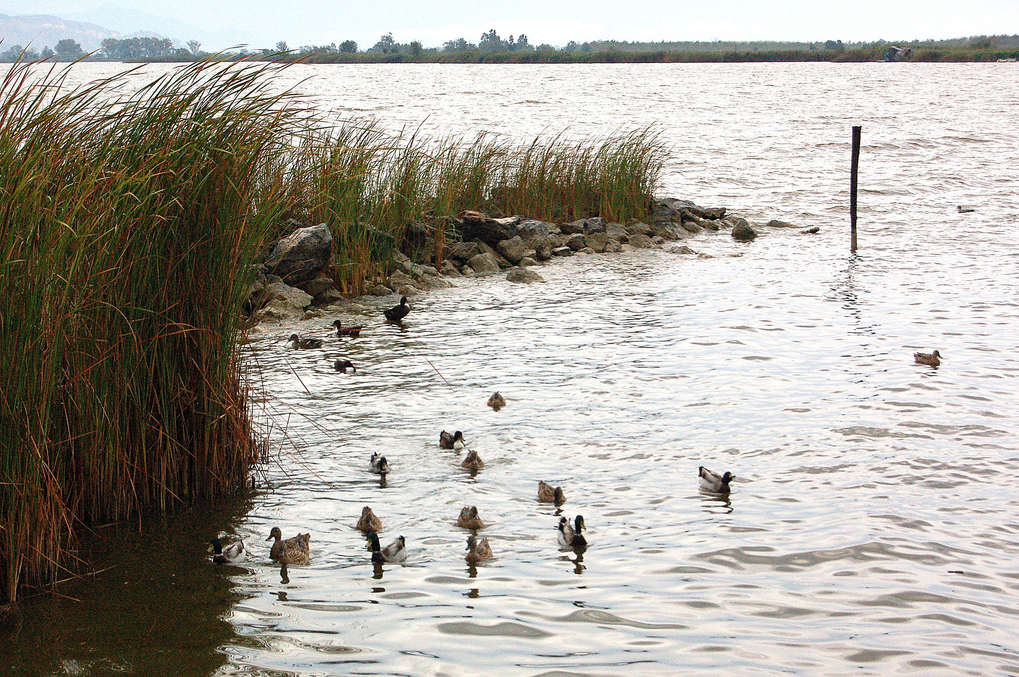 anasoj - Enten