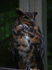 Horned Owl