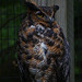 Horned Owl