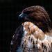 Red Tailed Hawk