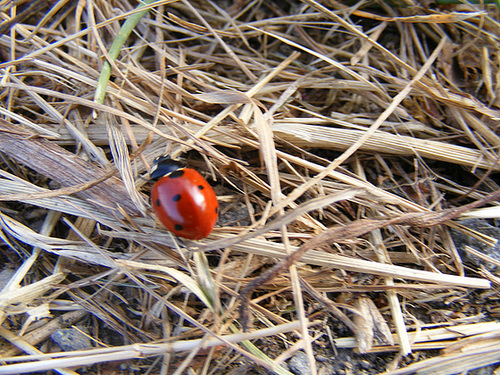 Marienkäfer