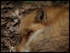 The lazy red fox sleeps...