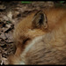 The lazy red fox sleeps...