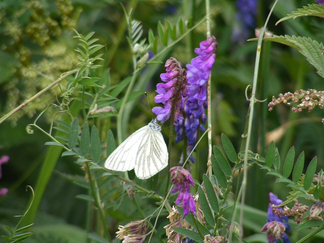 Schmetterling Kohlweissling