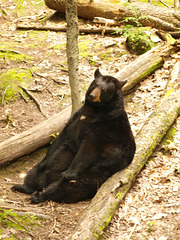 Black Bear