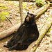 Black Bear