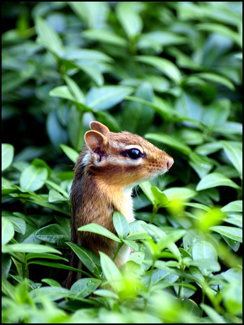 Chippie Lookout