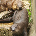 Otters