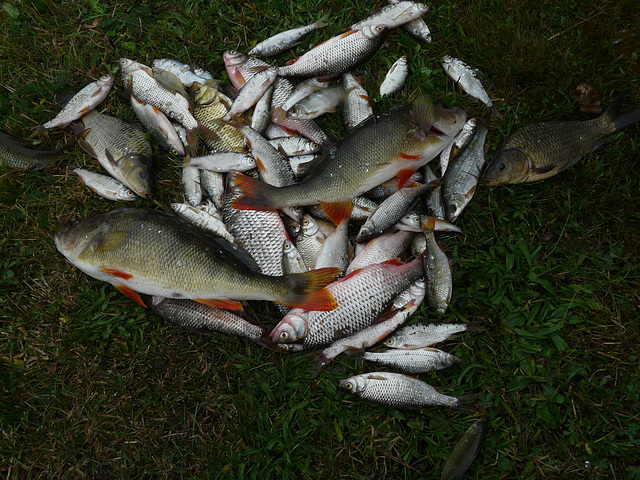 résultat de la pêche d'un étang
