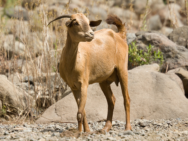 Cute Goat